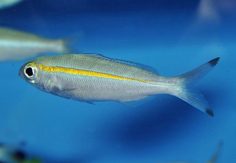 Pterocaesio Chrysozona M