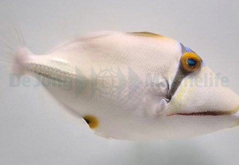Rhinecanthus Assasi L