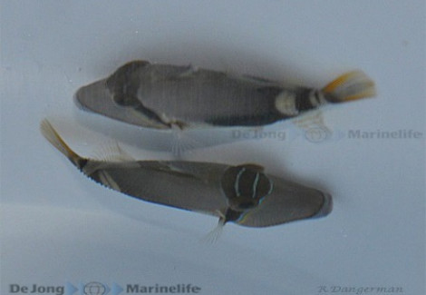 Rhinecanthus Verrucosus Ml