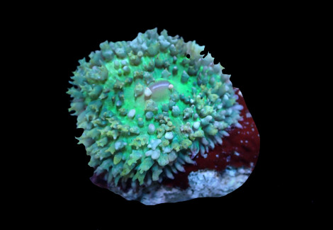 Rhodactis Osculifera (Green) (1 Ear)
