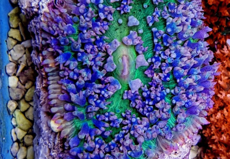 Rhodactis Osculifera (Ultra) (1 Ear)