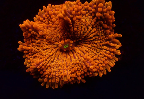 Ricordea Yuma (Orange) (Ultra) (1 Ear) M