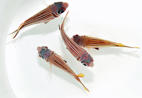 Sargocentron Diadema M