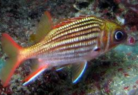 Sargocentron Vexillarium S