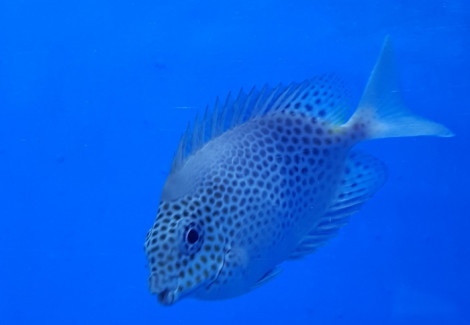Siganus Stellatus M