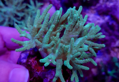 Sinularia Spp. (Grade A) (Frag) M