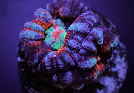 Symphyllia (Australophyllia) Wilsoni (Common) (Frag) M