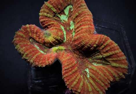 Symphyllia Spp. (Orange-Red) L