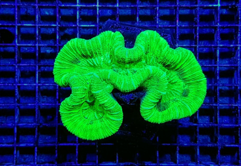 Trachyphyllia Spp. (Green) (Ultra) S