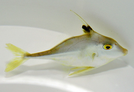Tripodichthys Blochii S
