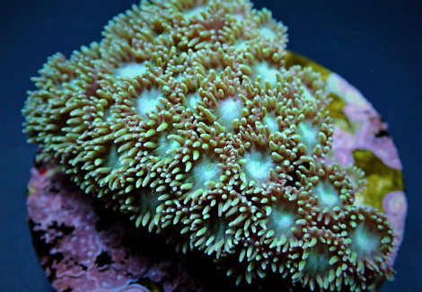 Turbinaria Peltata Xs