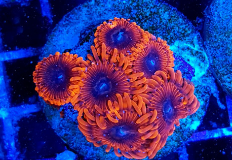 Zoanthus Lunar Eclipse (Frag) M