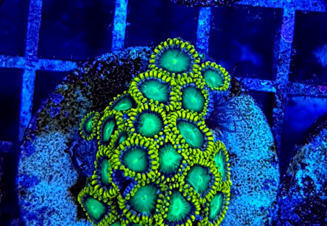 Zoanthus Radioactive Dragon Eye (Frag) M