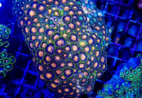 Zoanthus Spp. (Premium Grade) M
