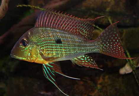 Geophagus Surinamensis 6-7