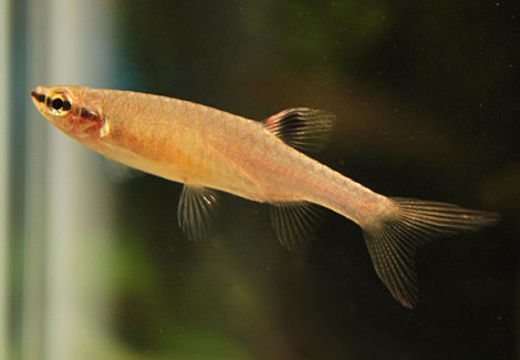 Copella Arnoldi L