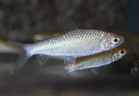 Curimatopsis Evelynae M