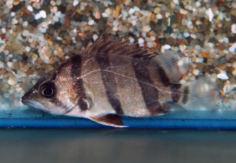 Datnioides Undecimradiatus M