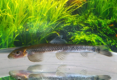 Garra Congoensis M