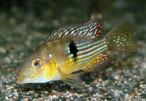 Gymnogeophagus Terrapurpura M