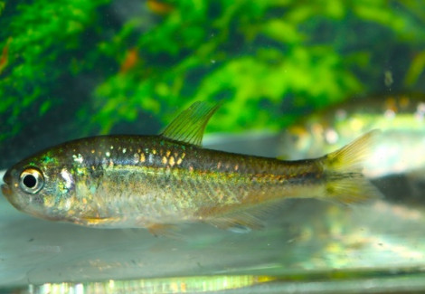 Hyphessobrycon Uasio M