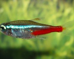Paracheirodon Innesi M
