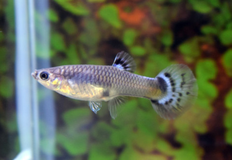 Guppy  Snakeskin Blue Femmina M