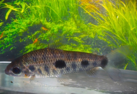 Leporinus Friderici M
