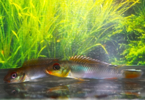 Nanochromis Teugelis Bandundu M