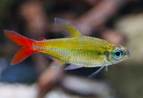 Moenkhausia Copei M