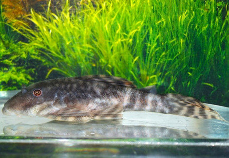 Lda078 Peckoltia Brevis L