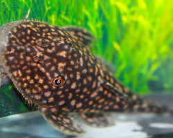 Pseudancistrus Genisetiger L