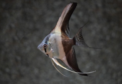 Pterophyllum Sc. Bicolor Blue M
