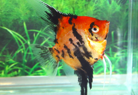 P. Scalare Red King L