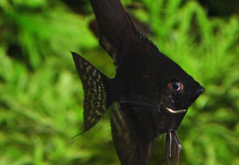 Pterophyllum Sc.Pinoy Black S/M