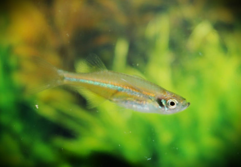 Horadandia Atukorali S