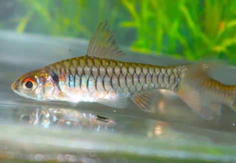 Clypeobarbus Congicus M