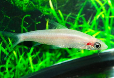 Sahyadria Denisonii Platinum M