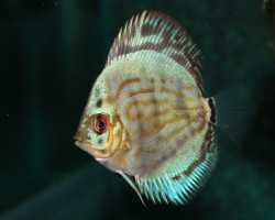 Discus Blue Turquoise  S/M