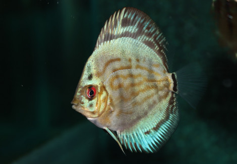 S. Aequifasciatus Turquoise  M