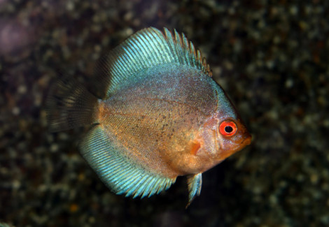 S. Aequifasciatus Dark Angel S/M