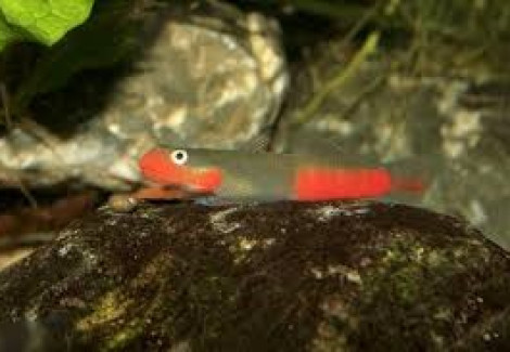 Sicyopus Exallisquamulus L