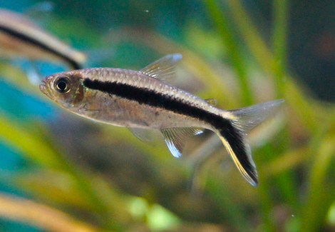 Thayeria Boehlkeri M