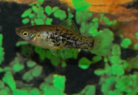 Xiphophorus Milleri S/M