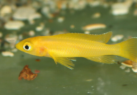 Neolamprologus Leleupi Uvira M
