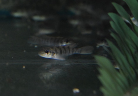 Lamprologus Tigripictilis M