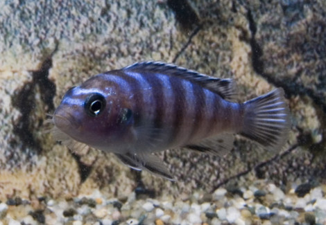 Pseudotropheus Demasoni S