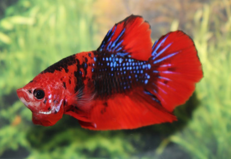 Betta Sp. Plakat Nemo Maschio L