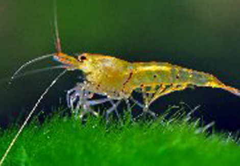 Caridina Serrata Tangerine Tiger M