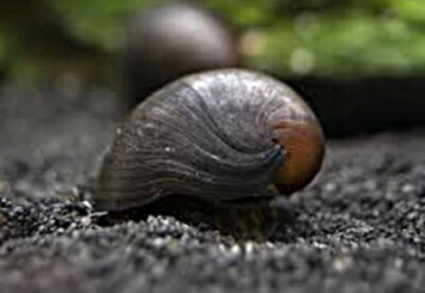 Neritina Militari Snail 2-2,5